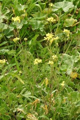 Diplotaxis catholica