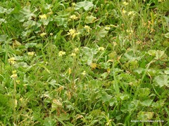 Diplotaxis catholica