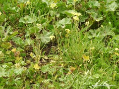 Diplotaxis catholica