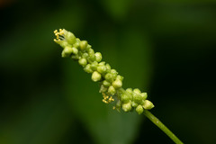 Mercurialis