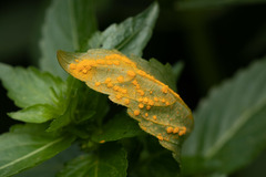 Mercurialis