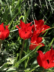 Tulipa agenensis