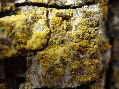 Candelariella xanthostigma