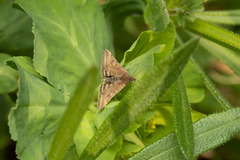 Pyrausta despicata