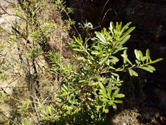 Baccharis heterophylla