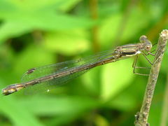 Lestes dryas