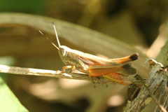 Amblytropidia australis