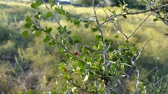 Schaefferia cuneifolia