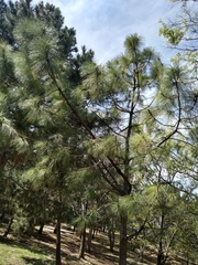 Pinus montezumae