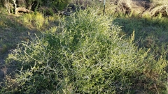Schaefferia cuneifolia