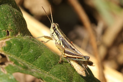 Dichroplus elongatus