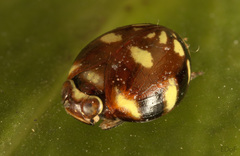 Hemisphaeriina
