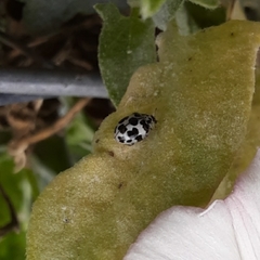 Psyllobora picta