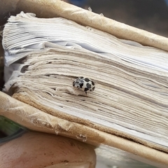 Psyllobora picta