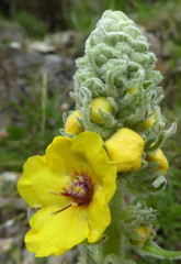 Verbascum boerhavii