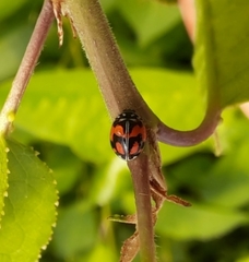 Adalia angulifera