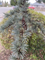 Cedrus atlantica