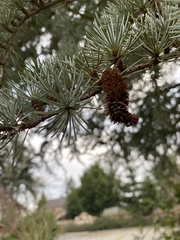 Cedrus atlantica