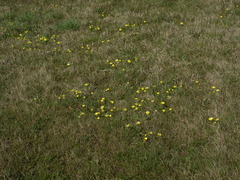 Ficaria verna calthifolia