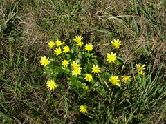 Ficaria verna calthifolia