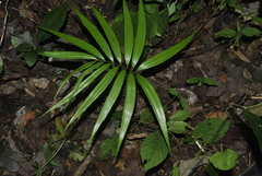 Zamia standleyi