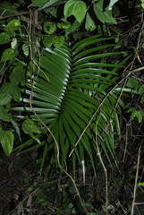 Zamia standleyi
