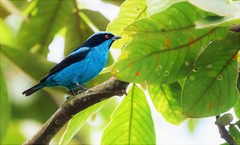 Dacnis hartlaubi