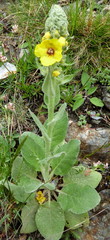 Verbascum boerhavii