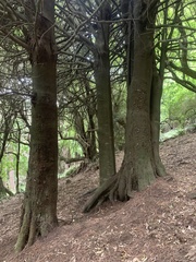 Dacrycarpus dacrydioides