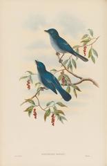 Cerulean Paradise-Flycatcher photo 4