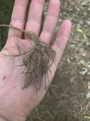 Dacrycarpus dacrydioides