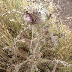 Cirsium nivale