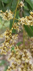 Scaptotrigona mexicana