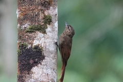 Wedge-Billed Woodcreeper photo 2
