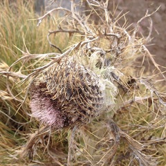 Cirsium nivale