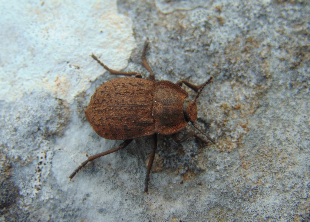 Asida schawalleri