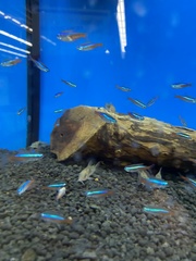 Paracheirodon innesi