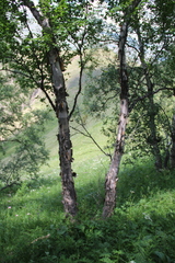 Betula raddeana