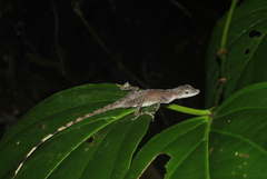 Anolis zeus