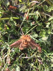 Ormiscodes amphimone