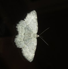 Gnophini