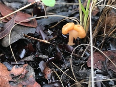 Cudonia spathulata