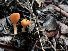 Cudonia spathulata