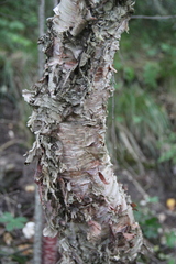 Betula raddeana