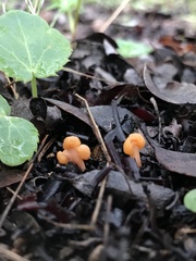Cudonia spathulata