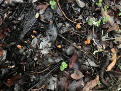 Cudonia spathulata
