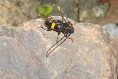 Trachyderes elegans