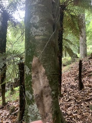 Beilschmiedia tawa
