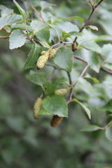 Betula raddeana