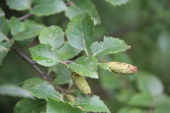 Betula raddeana